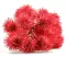Seme - Ricinus - 1091 - thumbnail 2