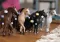 Schleich® Horse Club figura - Konji za ulepšavanje - Andaluzijska kobila  42580 - thumbnail 3