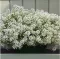 Cveće Medeni Cvet - Snežni Tepih - beli - Alyssum maritimum - seme 2086 - thumbnail 3