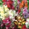 Cveće Zevalica - mešavina - Antirrhinum majus - seme 2129 - thumbnail 3