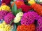 Baštensko cveće Petlova kresta - mešavina - Celosia argentea var. cristata 2742 - thumbnail 3