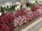 Seme za cveće Kineski karanfil - mešavina - Dianthus chinensis 3138 - thumbnail 3