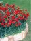 Seme za Karanfil  šabo - crveni - Dianthus caryophyllus 3225/2 - thumbnail 3