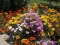 Baštensko cveće Gazanija - mešavina - Gazania splendens hyb. 3470 - thumbnail 3