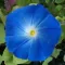 Seme za cveće Ladolež Heavenly Blue - Ipomoea purpurea 3812 - thumbnail 3