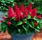 Baštensko cveće Plamena Kadulja - Žalfija - Salvia splendens 5174 - thumbnail 3