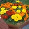 Seme za sadnju - cveće Kadifa niska - mešavina -  Tagetes patula 5436 - thumbnail 3