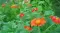 Seme za sadnju - cveće Meksički suncokret - mešavina -  Tithonia speciosa 5455 - thumbnail 3