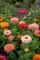 Seme za cveće Lepi čovek kaktus - mešavina - Zinnia elegans Cactus 5901 - thumbnail 3