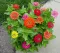 Baštensko cveće Lepi čovek - mešavina - Zinnia elegans 5971 - thumbnail 3