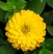 Baštensko cveće Lepi čovek - Cinija - žuti - Zinnia elegans 5972 - thumbnail 3