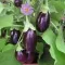 Seme za povrće - Plavi patlidžan - Solanum melongena 491 - thumbnail 3