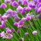 Vlašac - seme - Allium shoenoprasum L. 599 - thumbnail 3