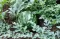 Lubenica Crimson Sweet - seme - Citrullus lanatus (Thunb.) Mansf. 813 - thumbnail 3