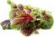 Francuski spanać - seme - Atriplex hortensis 1083 - thumbnail 3