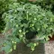 Seme za začinsko bilje -  Peruanska jagoda - Physalis peruviana 1075 - thumbnail 3