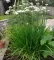 Začinsko bilje - Kineski vlašac - Allium tuberosum 1084 - thumbnail 3