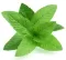 Pitoma nana - Mentha piperita - seme 1087 - thumbnail 3
