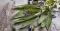 Žalfija - Salvia officinalis - seme 1093 - thumbnail 3
