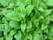 Matičnjak - Melissa officinalis L. - seme 1120 - thumbnail 3