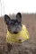 Kišni mantil za psa Vimy Yellow leđa 30cm Trixie 67971 - thumbnail 3