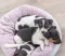Trixie Junior Krevet za male pse i mačke 40cm 38251 - thumbnail 4