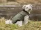 Jakna za male pse Arlay khaki leđa 30cm Trixie 680304 - thumbnail 4