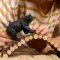 Schleich® Figure Divlje životinje Američki crni medved 14869 - thumbnail 4