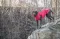 Kišni mantil za pse Vimy Red leđa 55cm Trixie 680226 - thumbnail 4