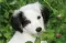 Ravensburger puzzle Dečije puzle - Mini Puzzle - Životinje - Animals  54 dela RA09430 - thumbnail 4