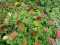 Baštensko cveće Petlova kresta - mešavina - Celosia argentea var. cristata 2742 - thumbnail 4