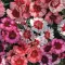 Seme za cveće Kineski karanfil - mešavina - Dianthus chinensis 3138 - thumbnail 4