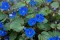Seme za cveće Ukrasna facelija - Phacelia camapnularia - 3833 - thumbnail 4