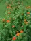 Seme za sadnju - cveće Meksički suncokret - mešavina -  Tithonia speciosa 5455 - thumbnail 4