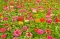 Baštensko cveće Lepi čovek - mešavina - Zinnia elegans 5971 - thumbnail 4