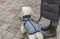 Odelo sa integrisanim amom za pse leđa 27cm Pontis grey-blue Trixie 6803441 - thumbnail 4