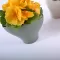 Saksija Hidrija 15 cm pesak - thumbnail 4