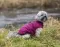 Jakna za male pse Arlay berry leđa 30cm Trixie 680334 - thumbnail 4