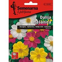 Kliknite za detalje - Seme za cveće Dalija - Georgina - mešavina - Dahlia sp. 5 kesica 3045